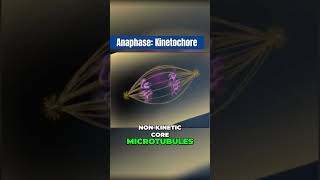 How kinetochores move chromatids in Anaphase [upl. by Idnis]