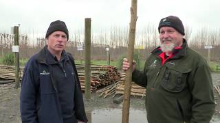 Planting amp Managing Poplars and Willows on the farm  the full set of 11 videos [upl. by Retepnhoj]