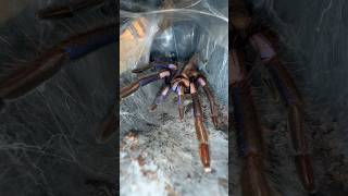 Electric Blue Tarantulas are BUILT DIFFERENT 😱 [upl. by Schug152]