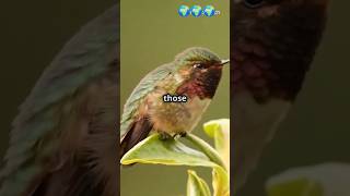 The Astonishing World of Hummingbirds wildlife animals wildlifeknowledge facts wildlifesecrets [upl. by Amehsyt821]