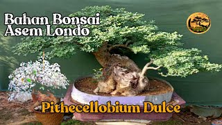 Bahan Bonsai Asam Londo Varigata  Pithecellobium Dulce bonsai plants [upl. by Magnolia76]