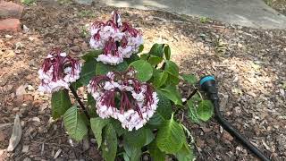 Help My New Hydrangea is Wilting 😱 How to Save a Newly Planted Hydrangea [upl. by Inad]