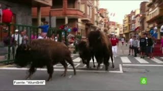 Denuncian un encierro celebrado con bisontes americanos en Logroño [upl. by Eachern]