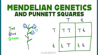 Punnett Squares and Mendelian Genetics Part 1 [upl. by Ardnat623]