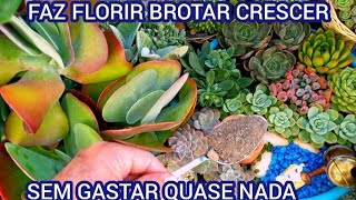 1COLHER FAZ FLORIR BROTAR CRESCER SUAS PLANTAS SUCULENTAS [upl. by Anaela]