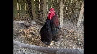 GIANT Red Black Laced Wyandotte Show Rooster [upl. by Oirasec53]