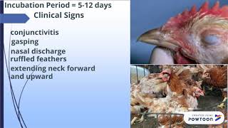 Infectious Laryngotracheitis in Poultry [upl. by Hatti]