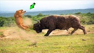 TORO LE DA PALIZA A LEÓN EN UNA JAULA  Peleas de animales captadas en cámara [upl. by Dlanger856]