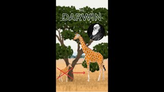 La teoría evolutiva de DARWIN SELECCIÓN NATURAL [upl. by Octavia]