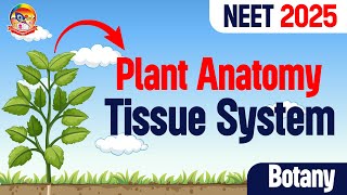 Plant Anatomy Tissue System  NEET 2025 Botany  Class 11 Botany  srichaitanyagosala [upl. by Pollie346]