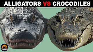 What Is the Difference Between Alligators and Crocodiles [upl. by Eesdnyl]