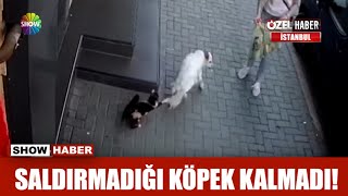 Saldırmadığı köpek kalmadı [upl. by Ondine]