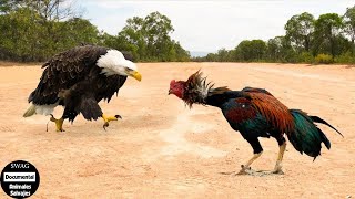 ¡El Gallo Le Muestra Al Águila Quién Es El Jefe Increíble Pelea De Gallos  Animales Salvajes [upl. by Ravid]