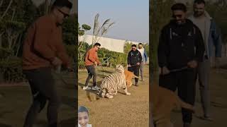 Fight between white Tiger 🐅 and Red Tiger tigerfight fightingtiger animals lion trendingshorts [upl. by Assi101]