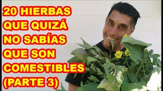 ALIMENTO A MANOS LLENAS 20 HIERBAS Y PLANTAS QUE NO SABÍAS SE COMÍAN PARTE 3 [upl. by Frolick184]