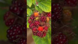 AVOID Invasive species Wineberry Wine Raspberry Rubus phoenicolasius garden invasivespecies [upl. by Nigen112]