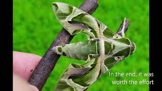 Life cycle of Oleander hawk moth [upl. by Ellimaj801]