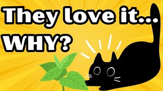 The Effect of Catnip in your Cat [upl. by Yahsal36]