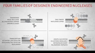 Genome Editing with engineered nucleases [upl. by Amapuna]