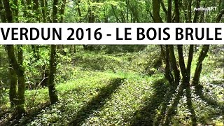 Verdun 2016  LE BOIS BRULE Apremont  Saillant de Saint Mihiel  19141918 WW I [upl. by Carla181]