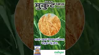 MAHYCO  WHEAT SEED MUKUT PLUS AND WHEAT 6655  AV HINDI [upl. by Helaine338]