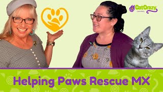 San Diego CFA Cat Show  Helping Paws Rescue MX [upl. by Zitella]