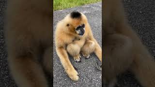 Gibbons friendly moments  Northern White Cheeked gibbon [upl. by Annatnas21]