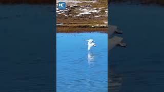 Beautiful wetland on QinghaiXizang Plateau [upl. by Eralcyram]