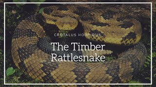 Crotalus Horridus The Timber Rattlesnake Episode 2 [upl. by Yxor]