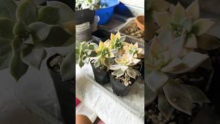 Ghost Plant succulents 🪴 VARIEGATED succulent paraguayense ghost shorts [upl. by Nanci102]