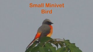 Small minivet Pericrocotus cinnamomeus [upl. by Clotilde]