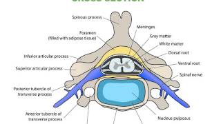 Spinal Cord and Spinal Tracts [upl. by Ramedlav725]