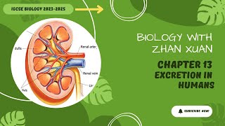 IGCSE Biology  Chapter 13  Excretion in Humans [upl. by Revell]