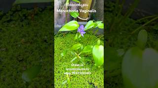 ഇതാണ് ആ നീലോൽപ്പലം onlineplantsmonochoria vaginaliswtsp9947132040lovemyplantsin [upl. by Donnie]