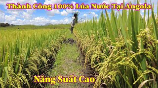 Linh Philip  Khẳng Định 100 Thành Công Lúa Nước Của Việt Nam Tại Angola [upl. by Aila]