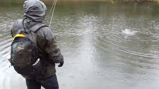 Trout Fishing at Powdermills  Albury Estate Surrey England [upl. by Nevear]