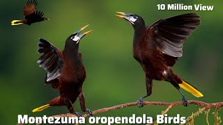 Montezuma oropendola Birds  Asian Birds  Birds and Animals [upl. by Leval]