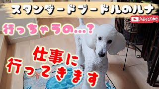 仕事に行くときに、お見送りしてくれるスタンダードプードルのルナ Luna the standard poodle who sees me off when I go to work [upl. by Bever]