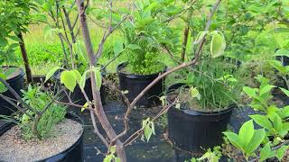 Styrax obassia The Fragrant Snowbell [upl. by Asilem392]