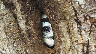 Devoted Hornbill Delivers Food To Mate  Planet Earth III  BBC Earth [upl. by Enidaj]