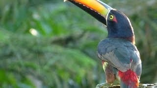 Corcovado National Park Wildlife Wildlife Refuges in Costa Rica Osa Peninsula Wildlife [upl. by Trebliw]