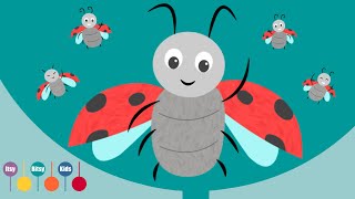 Five Little Ladybugs Song I ItsyBitsyKids [upl. by Ennire]