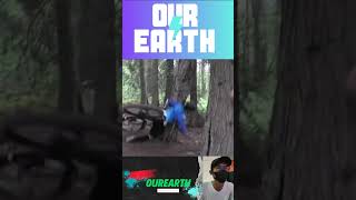 MTB FAILS MOMENTS 31 mtb reaction reels shorts fail world [upl. by Aiotal683]