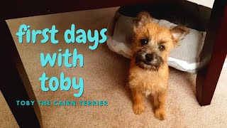 First Days with New Puppy  Toby the Cairn Terrier [upl. by Oiramed]