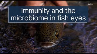 Link between antiviral immunity and microbiome homeostasis in the mucosal surfaces of trout eyes [upl. by Caputo]