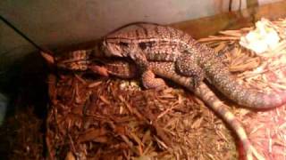 Tegu mating signs [upl. by Lamoureux]