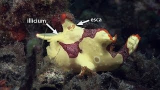 Mucky Secrets  Part 10  Frogfishes  Lembeh Strait [upl. by Francine]