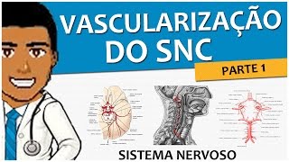 Sistema Nervoso 11 – Vascularização SNC P1 Circulação Arterial Anterior e Posterior  Vídeoaula [upl. by Keli]