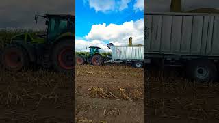 Claas Axion 950  Fliegl ASW 3101 Gigant [upl. by Katheryn]