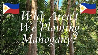 Why we Arent Planting Mahogany [upl. by Ginsburg]